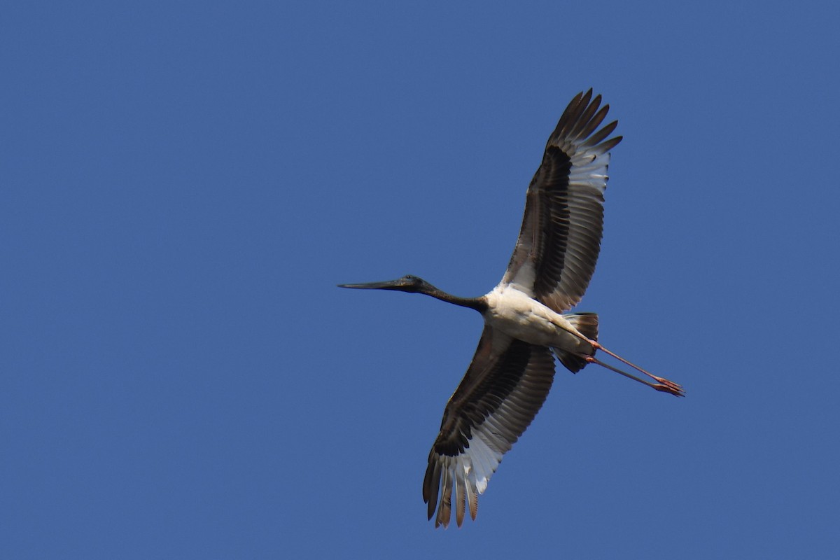 Black-necked Stork - ML280529851