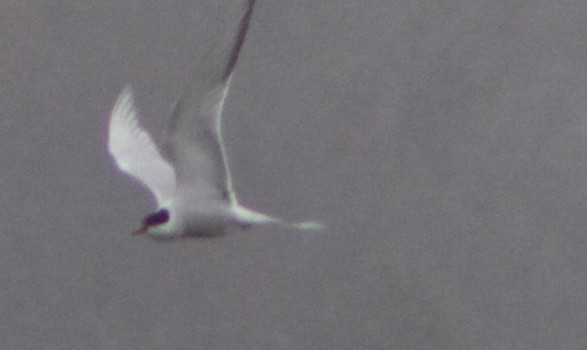 Common Tern - Jenn Megyesi