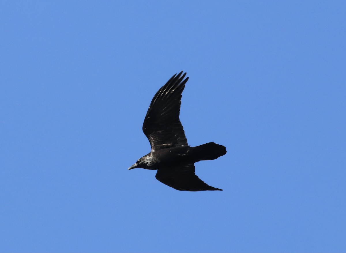 Common Raven - ML280530781