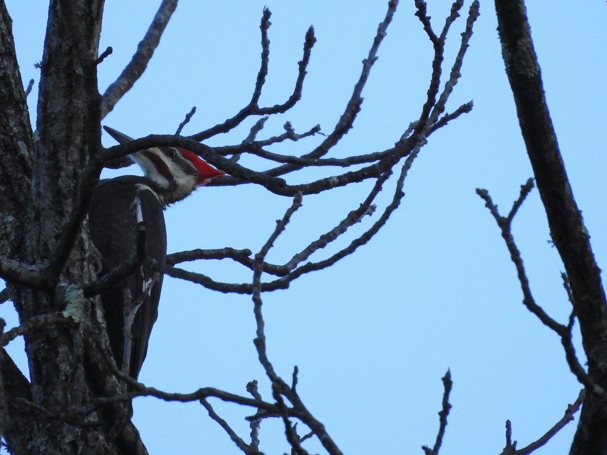 Pileated Woodpecker - ML280531181