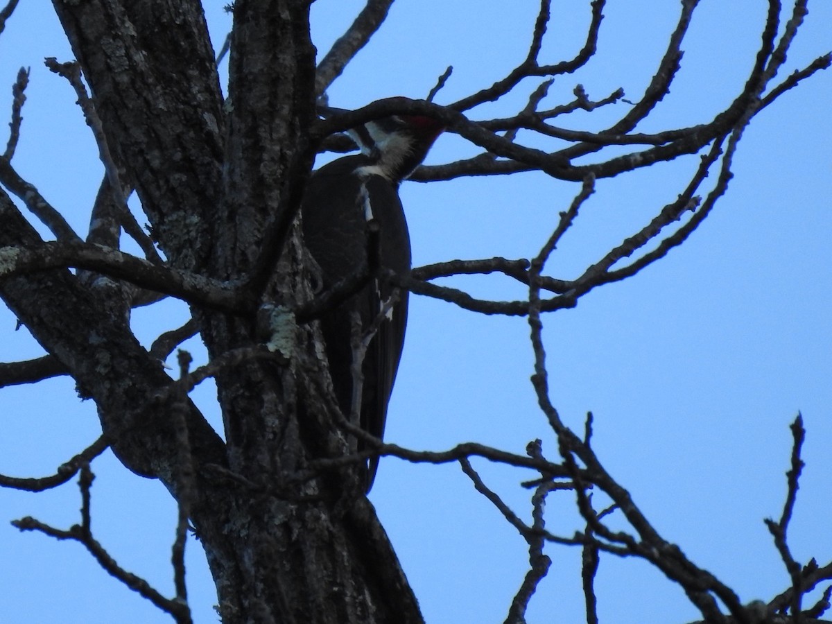 Pileated Woodpecker - ML280531191