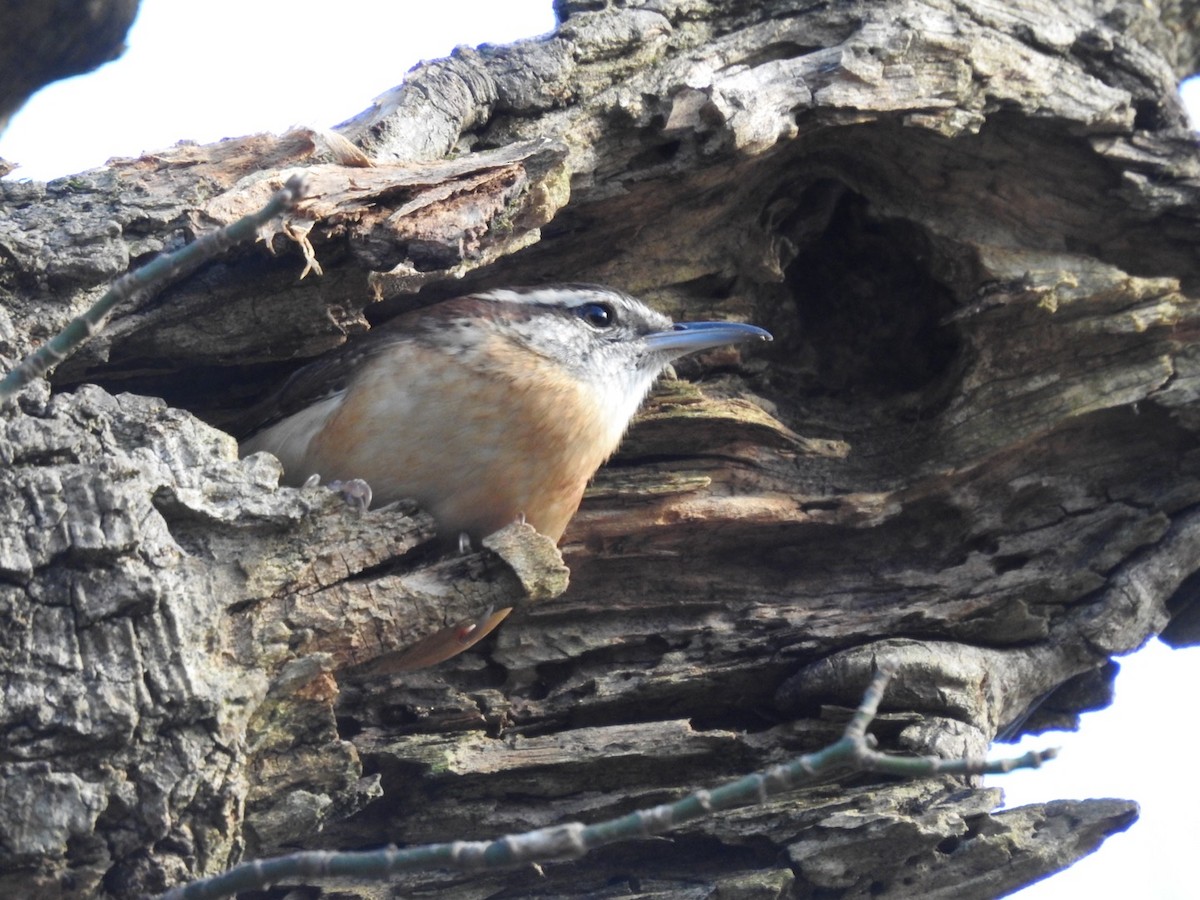 Carolina Wren - ML280531231