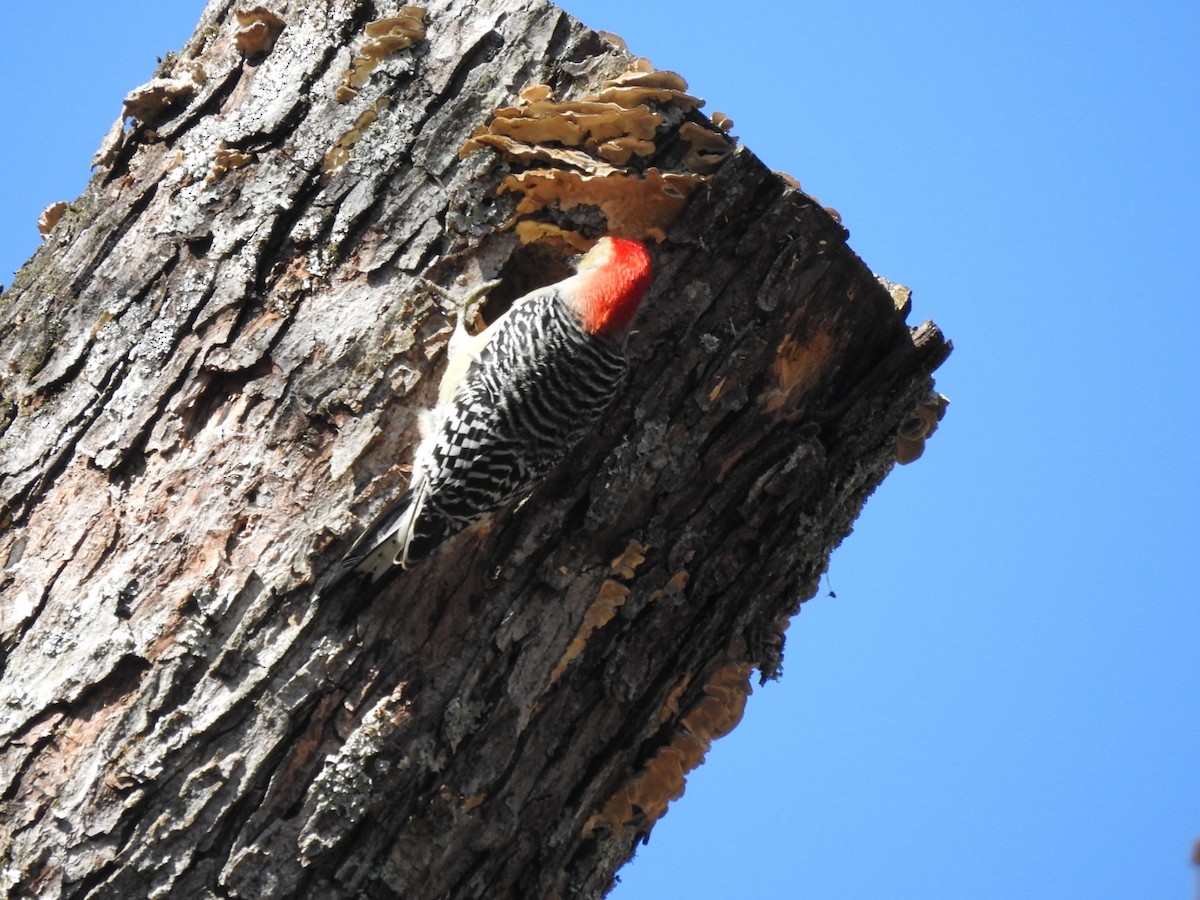 Red-bellied Woodpecker - ML280531251