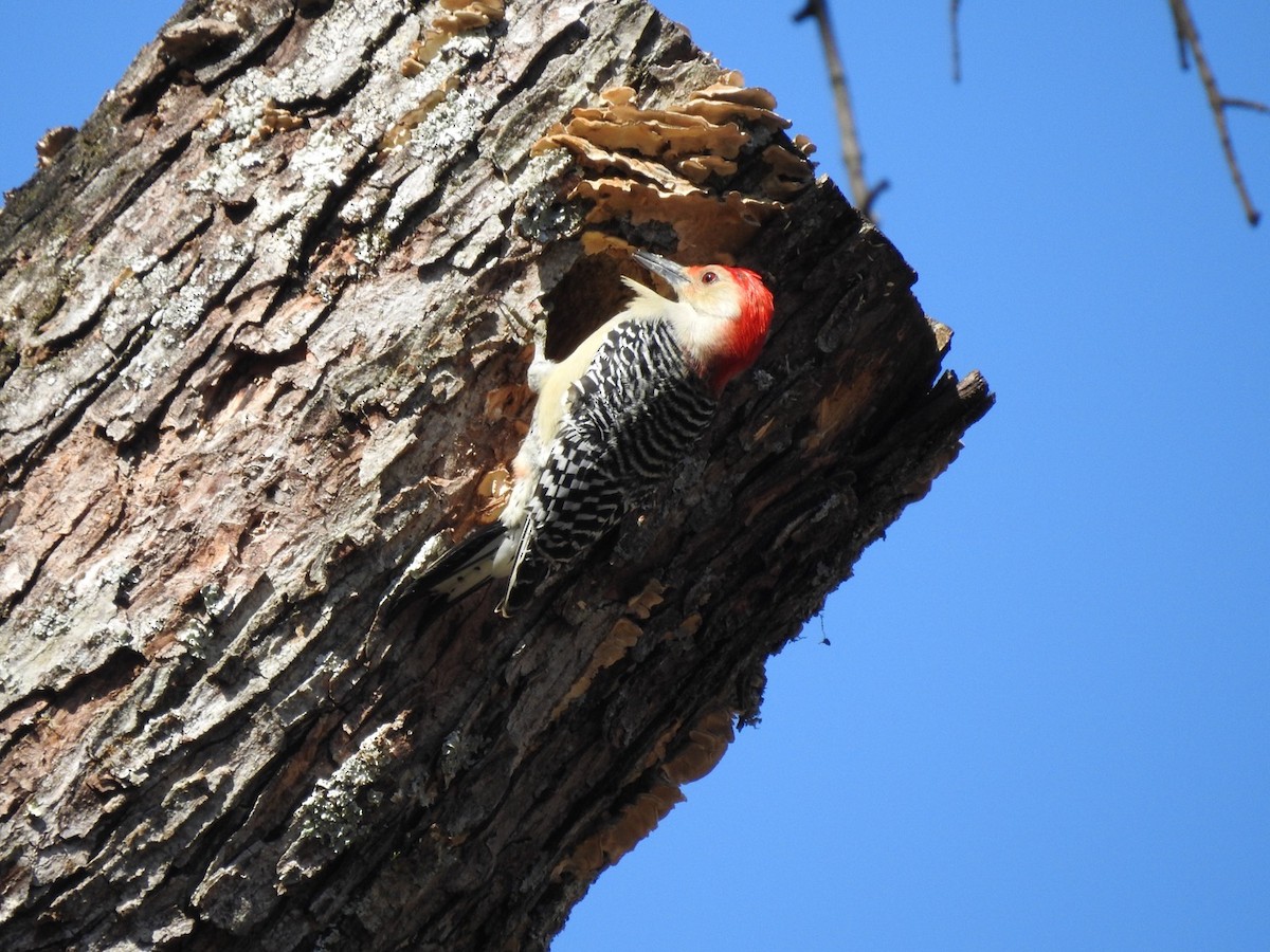 Red-bellied Woodpecker - ML280531261