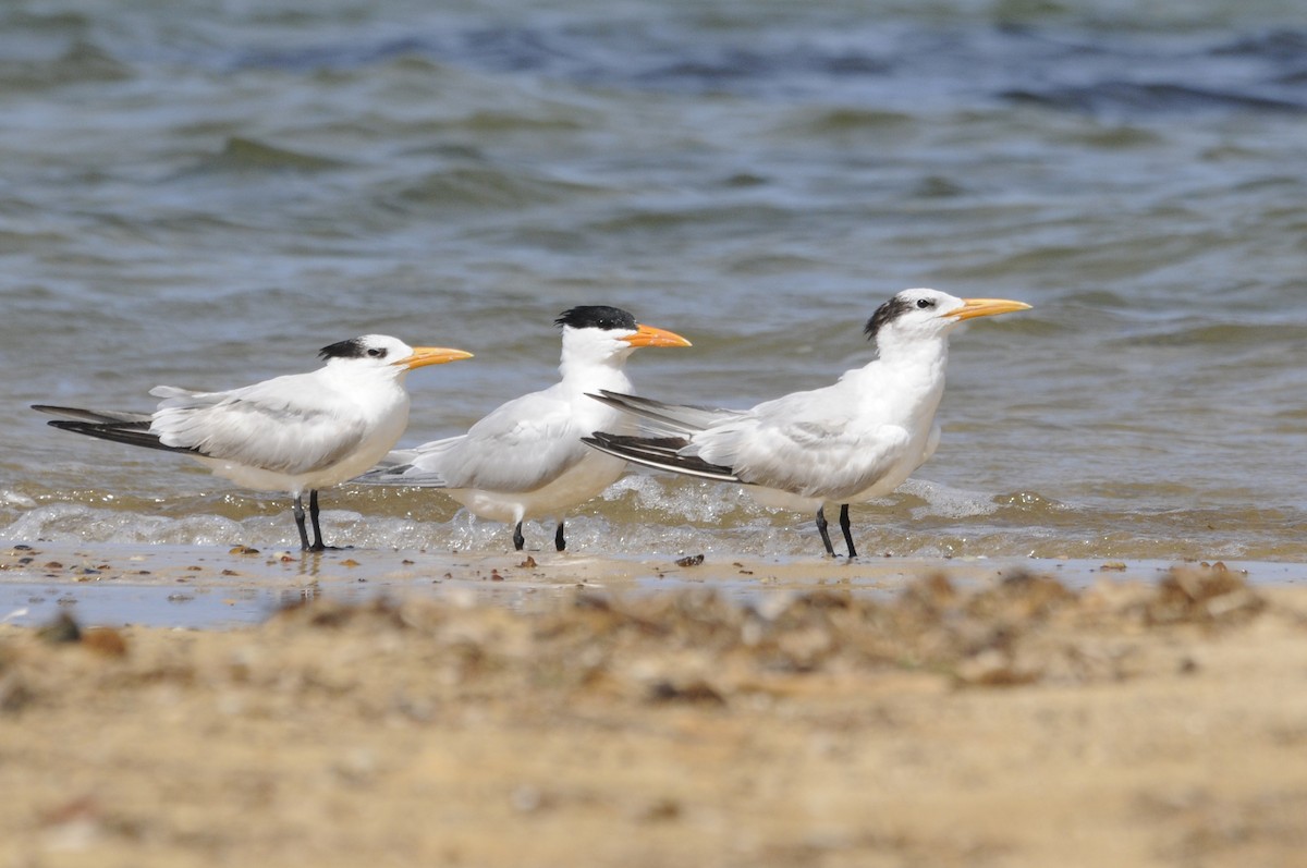 Royal Tern - ML280532391