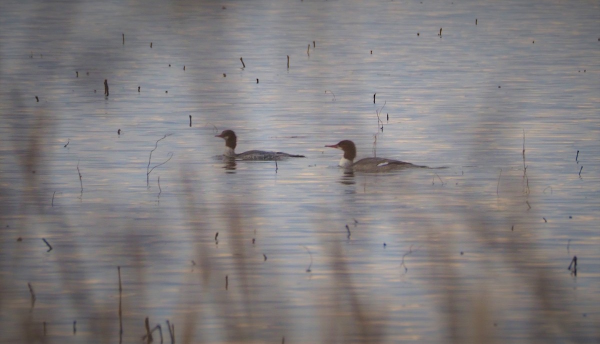 Common Merganser - ML280537491