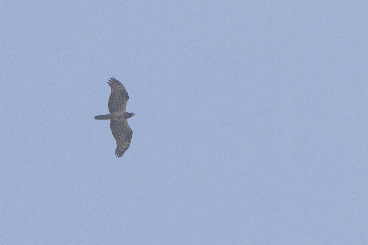 Oriental Honey-buzzard - ML280537961