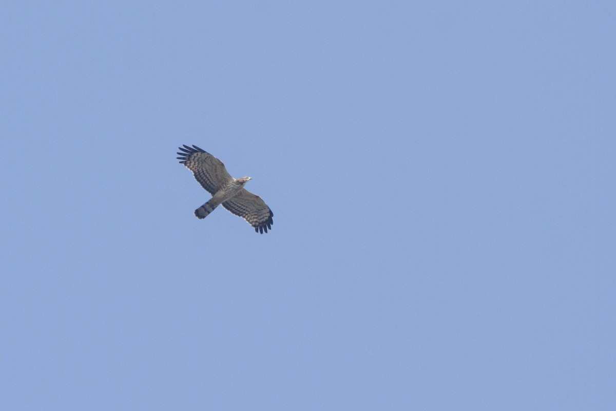 Oriental Honey-buzzard - ML280537981