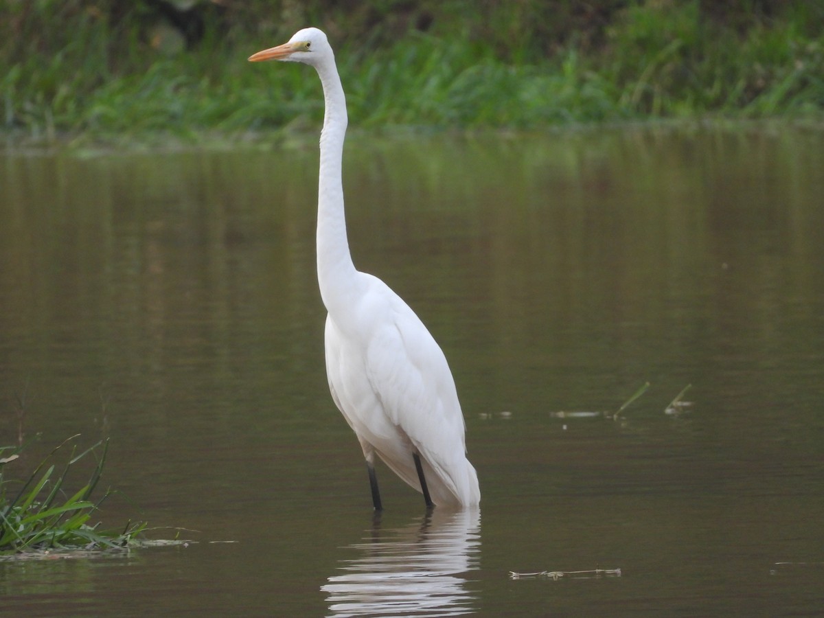 Great Egret - Ragothaman Venkataramanan