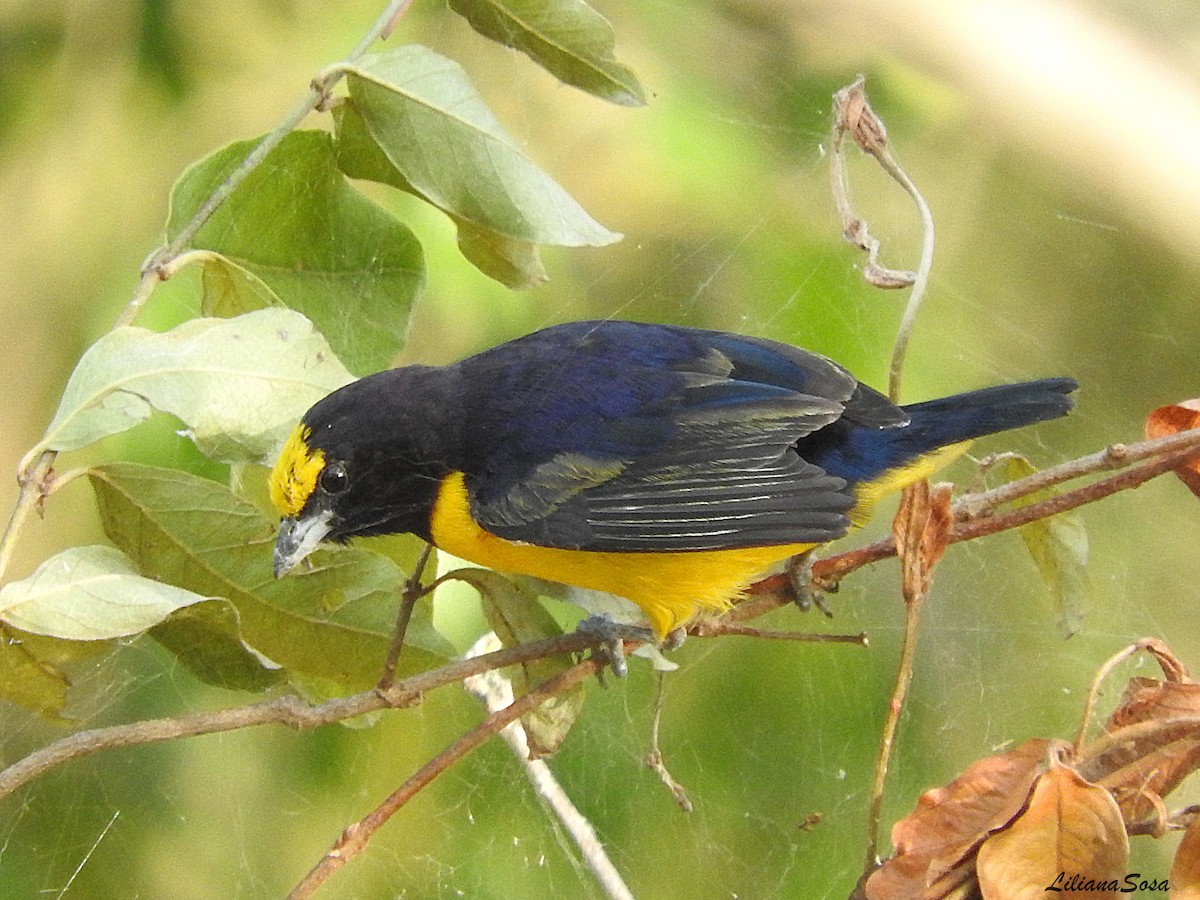 Purple-throated Euphonia - ML280538611