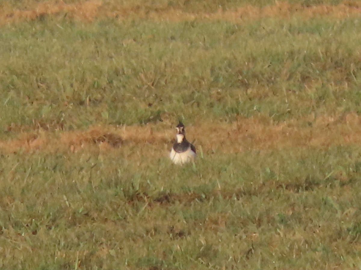 Northern Lapwing - ML280540741