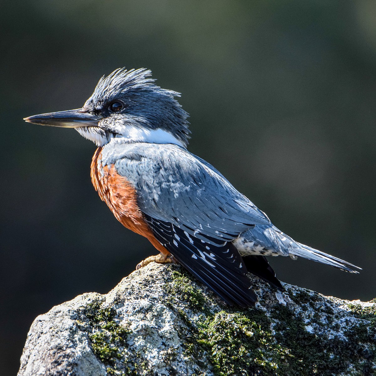 Ringed Kingfisher - Tamara Catalán Bermudez
