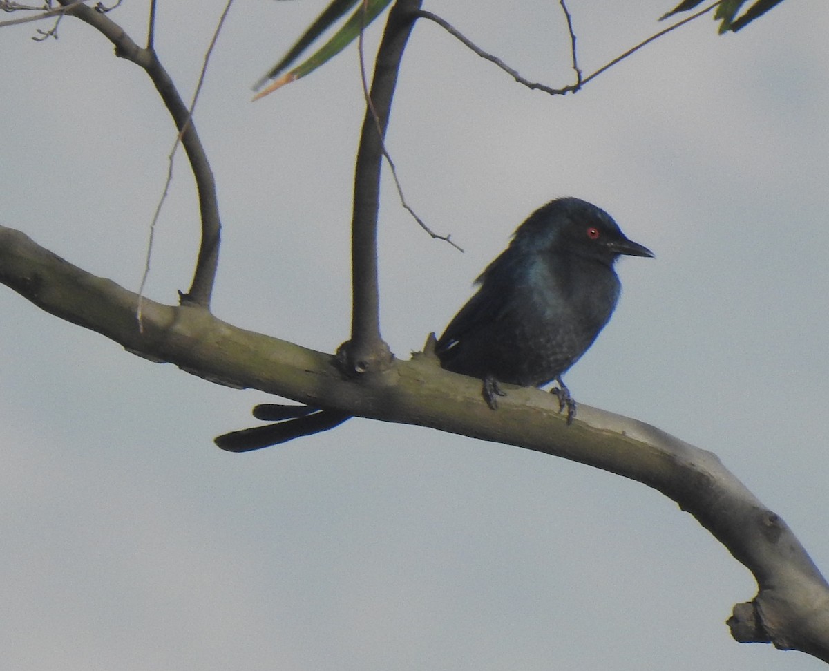 Ashy Drongo - ML280541291