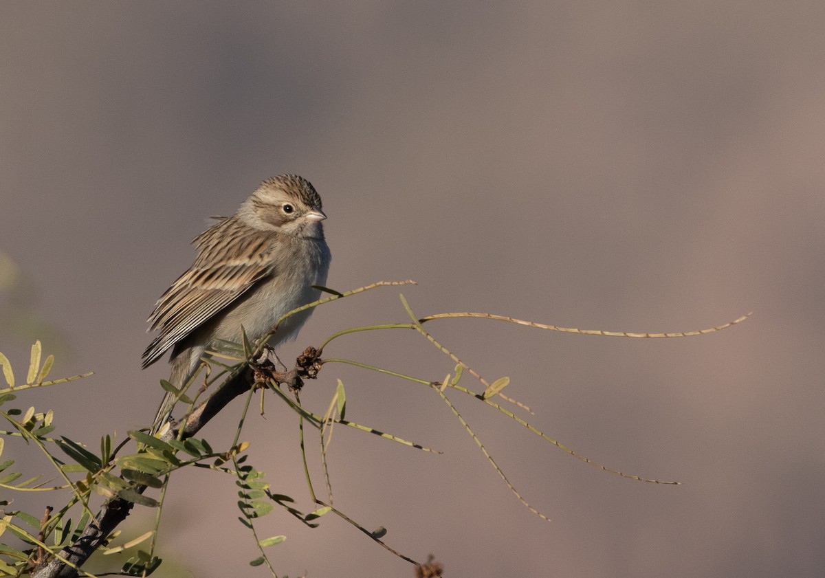 Brewer's Sparrow - Marcel Such