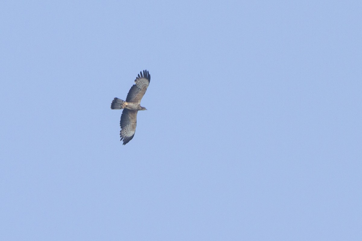 Oriental Honey-buzzard - ML280543831