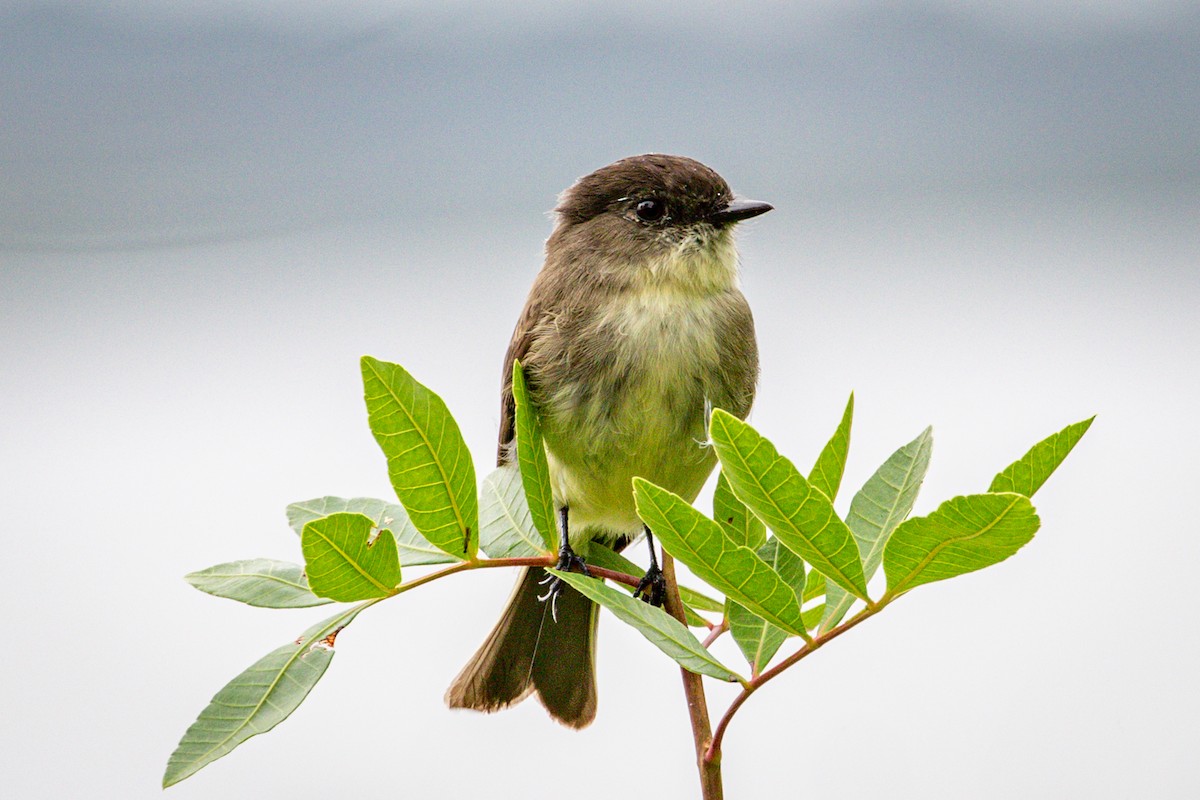 Eastern Phoebe - Michael Warner