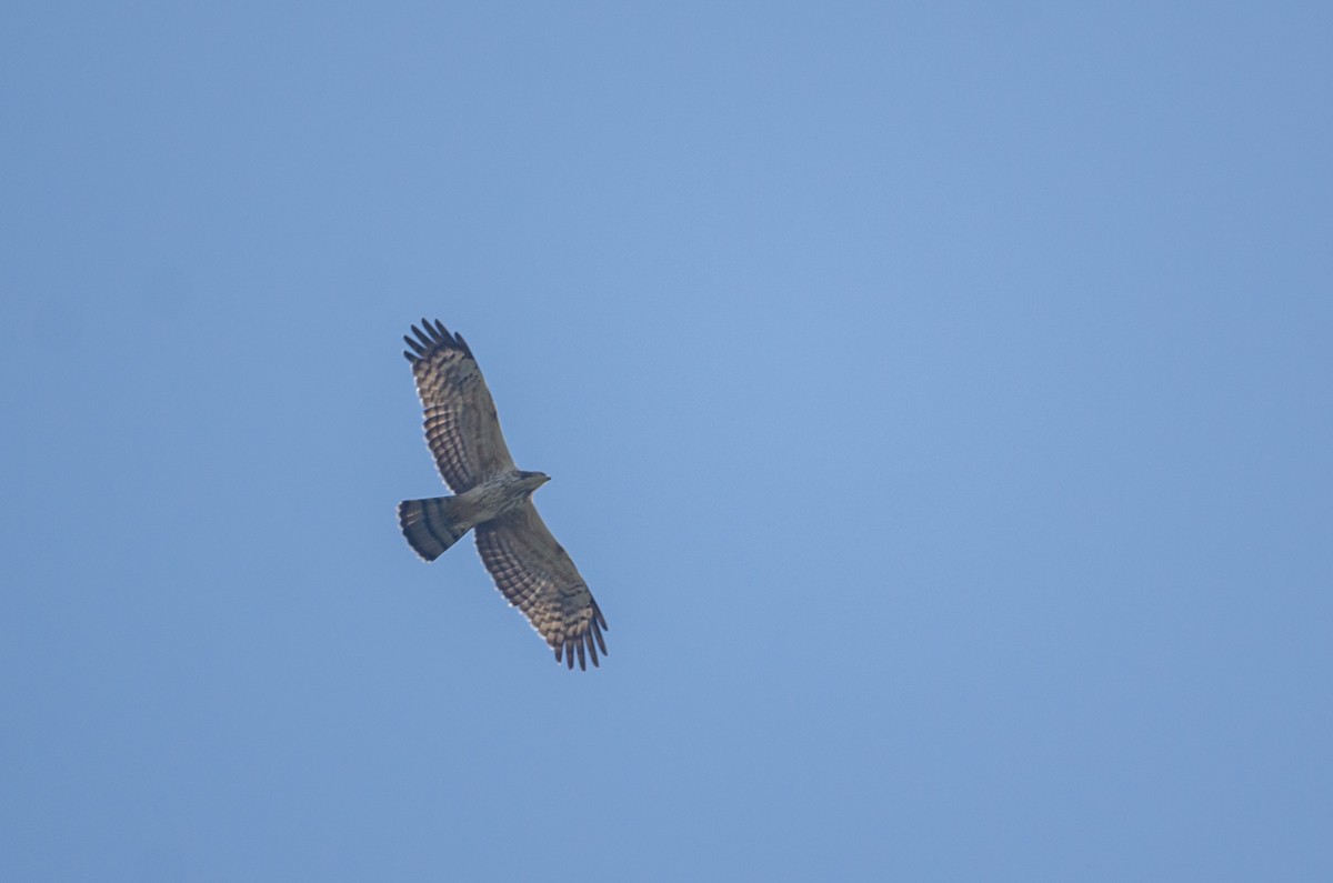 Oriental Honey-buzzard - ML280544981