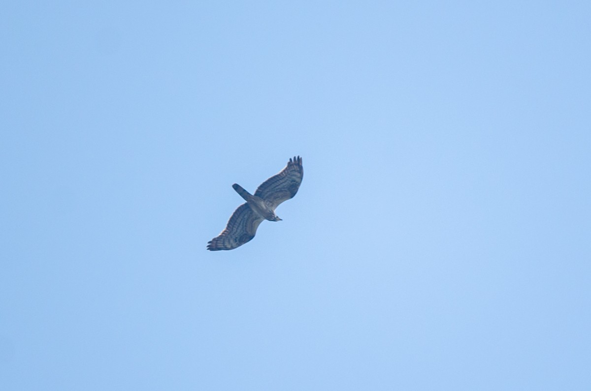 Oriental Honey-buzzard - ML280544991