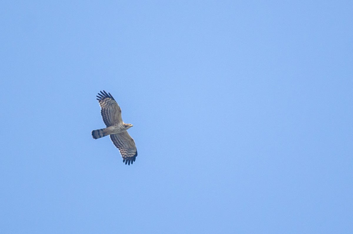 Oriental Honey-buzzard - Girish Chonkar