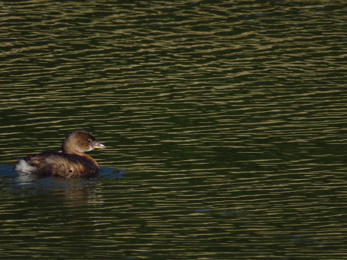 Pied-billed Grebe - ML280545751