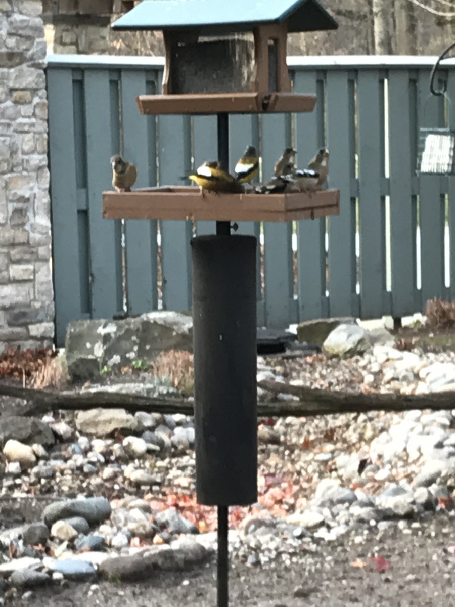 Evening Grosbeak - ML280546021