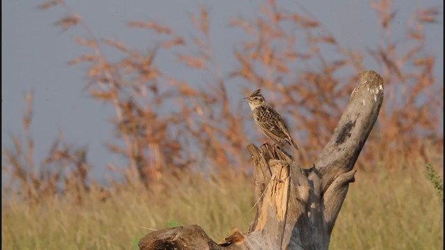 Oriental Skylark - ML280546751