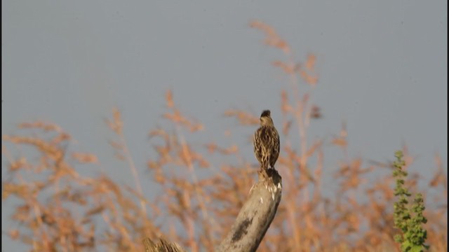 Oriental Skylark - ML280547161