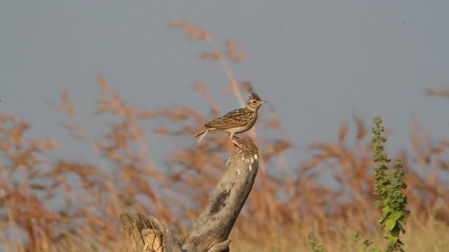 Oriental Skylark - ML280547711