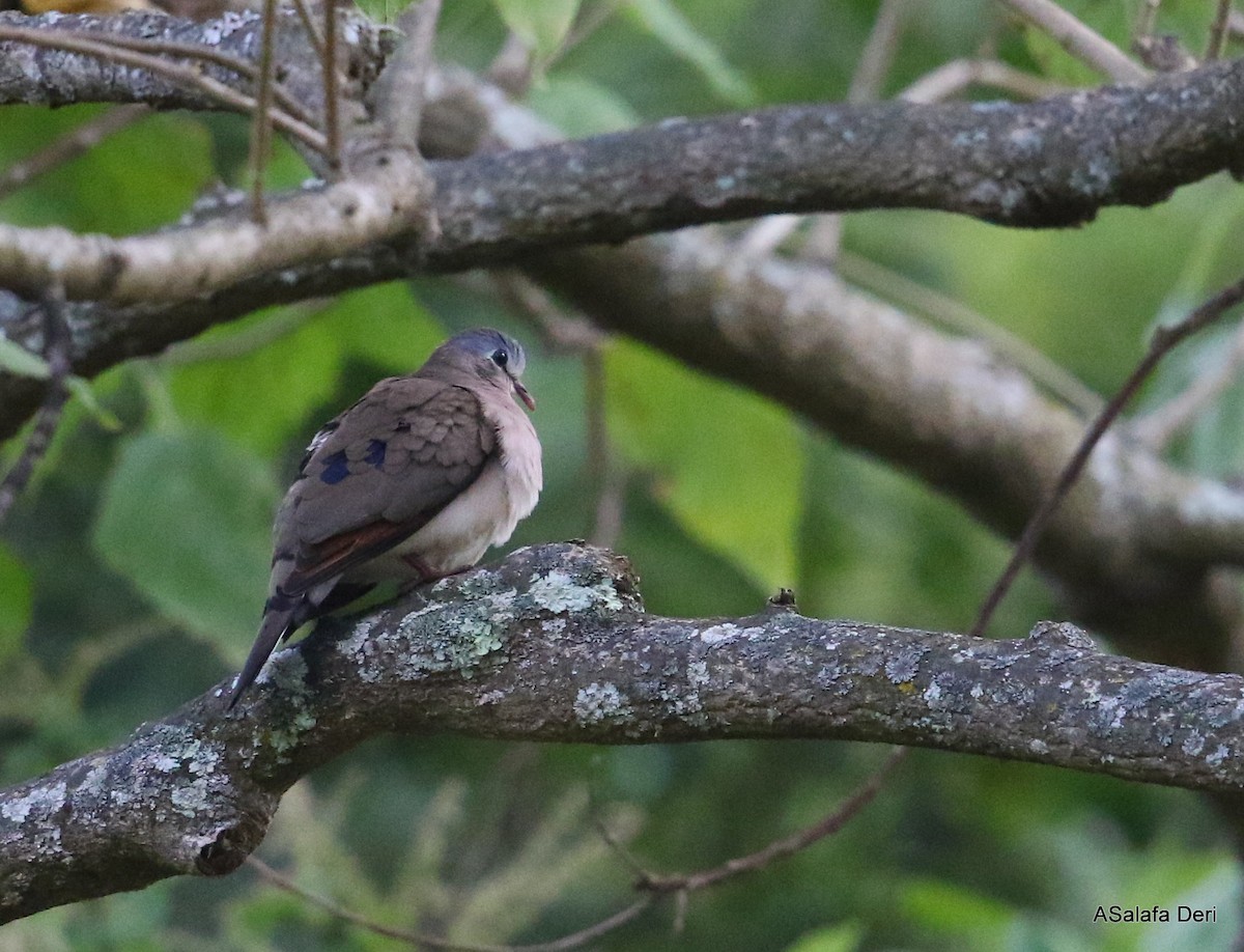Blue-spotted Wood-Dove - ML280548181