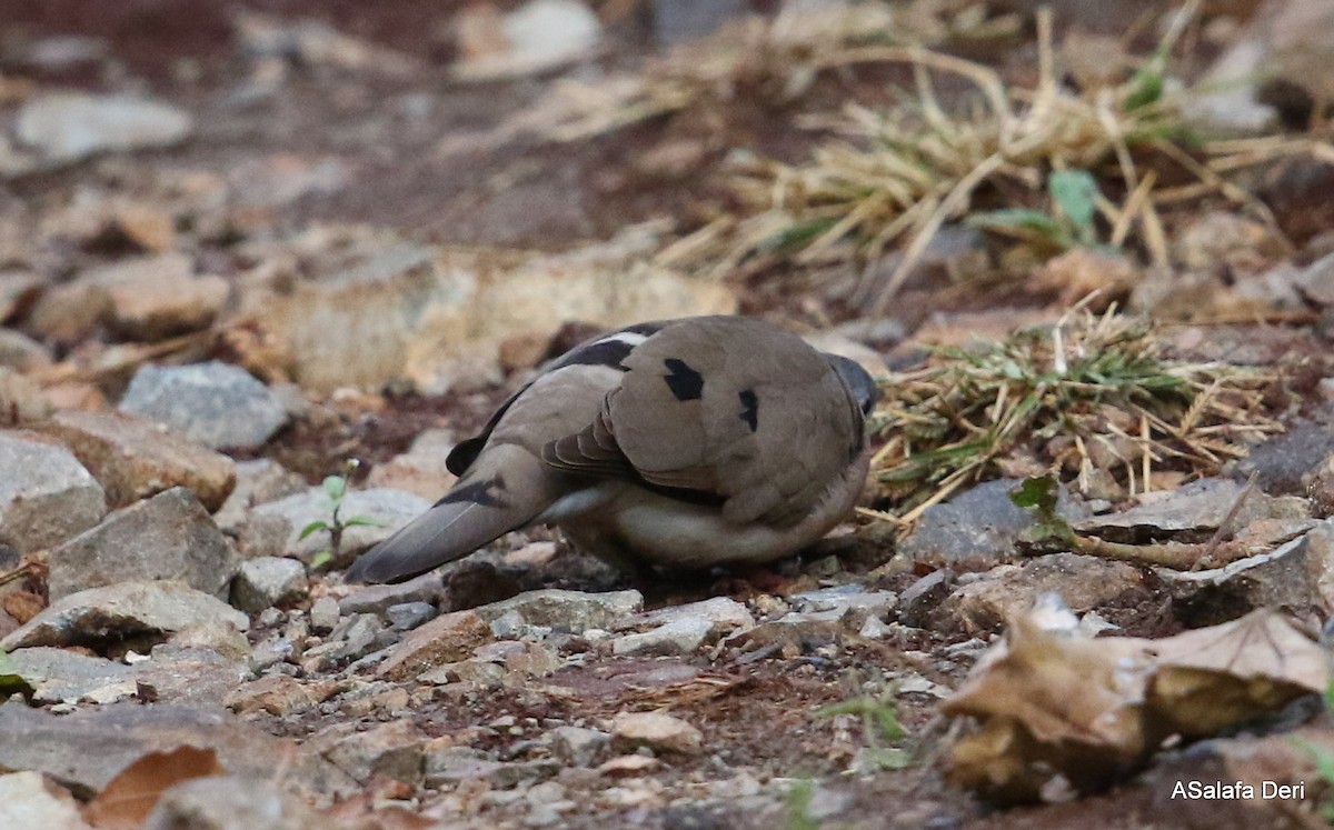 Blue-spotted Wood-Dove - ML280548201
