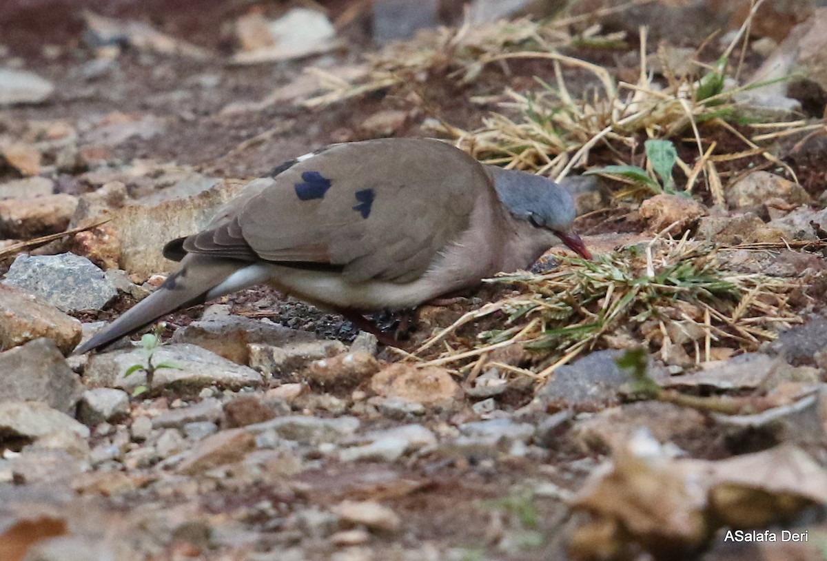 Blue-spotted Wood-Dove - ML280548211