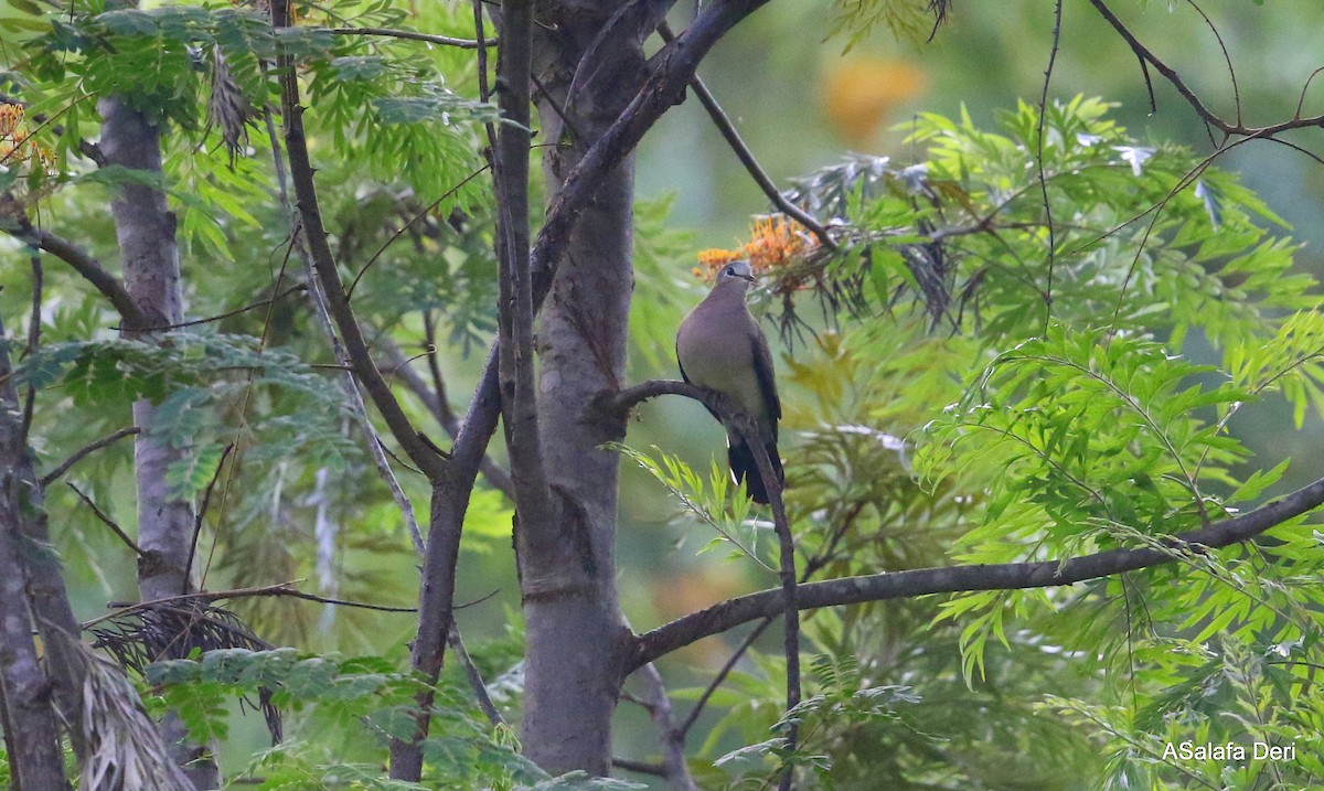 Blue-spotted Wood-Dove - ML280548221