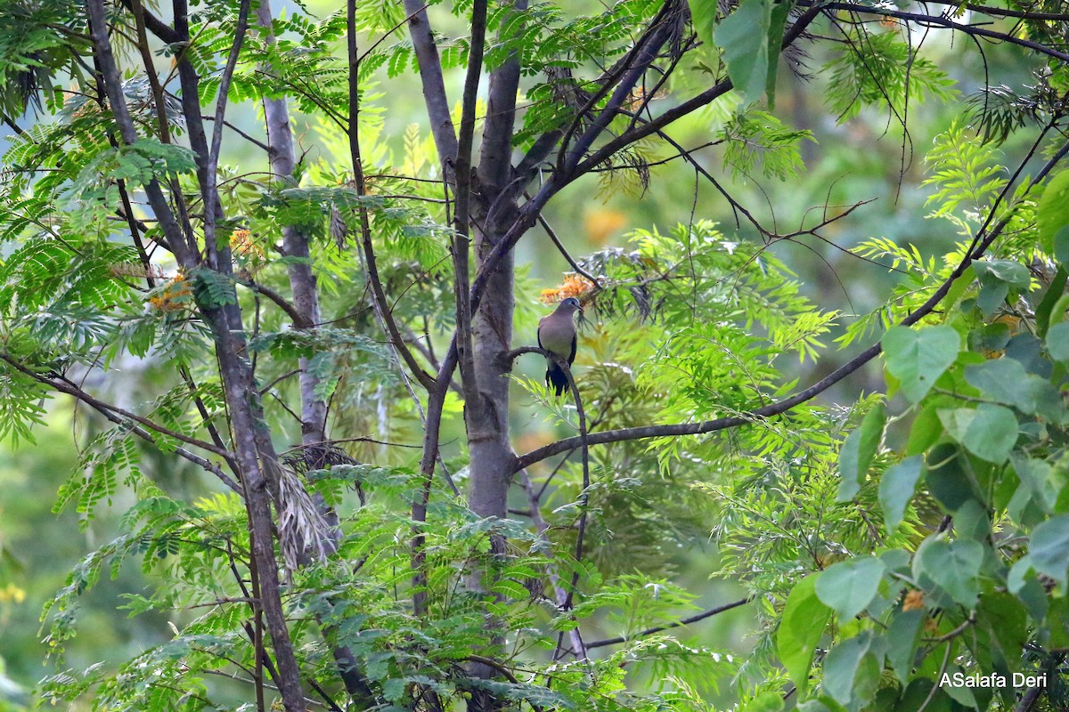 Blue-spotted Wood-Dove - ML280548301