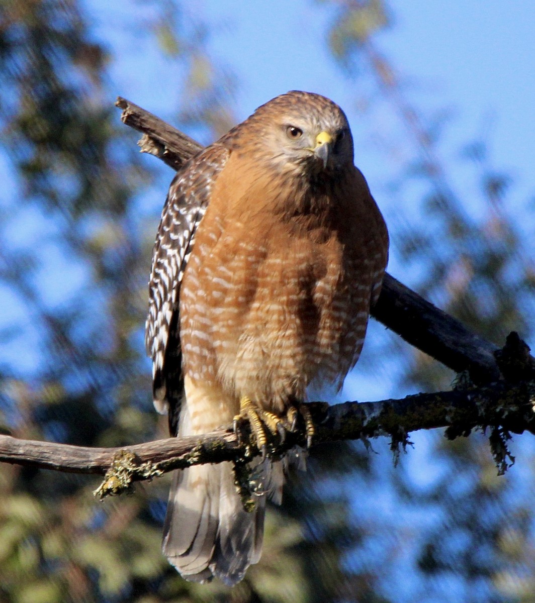 Red-shouldered Hawk - Tom Uslan