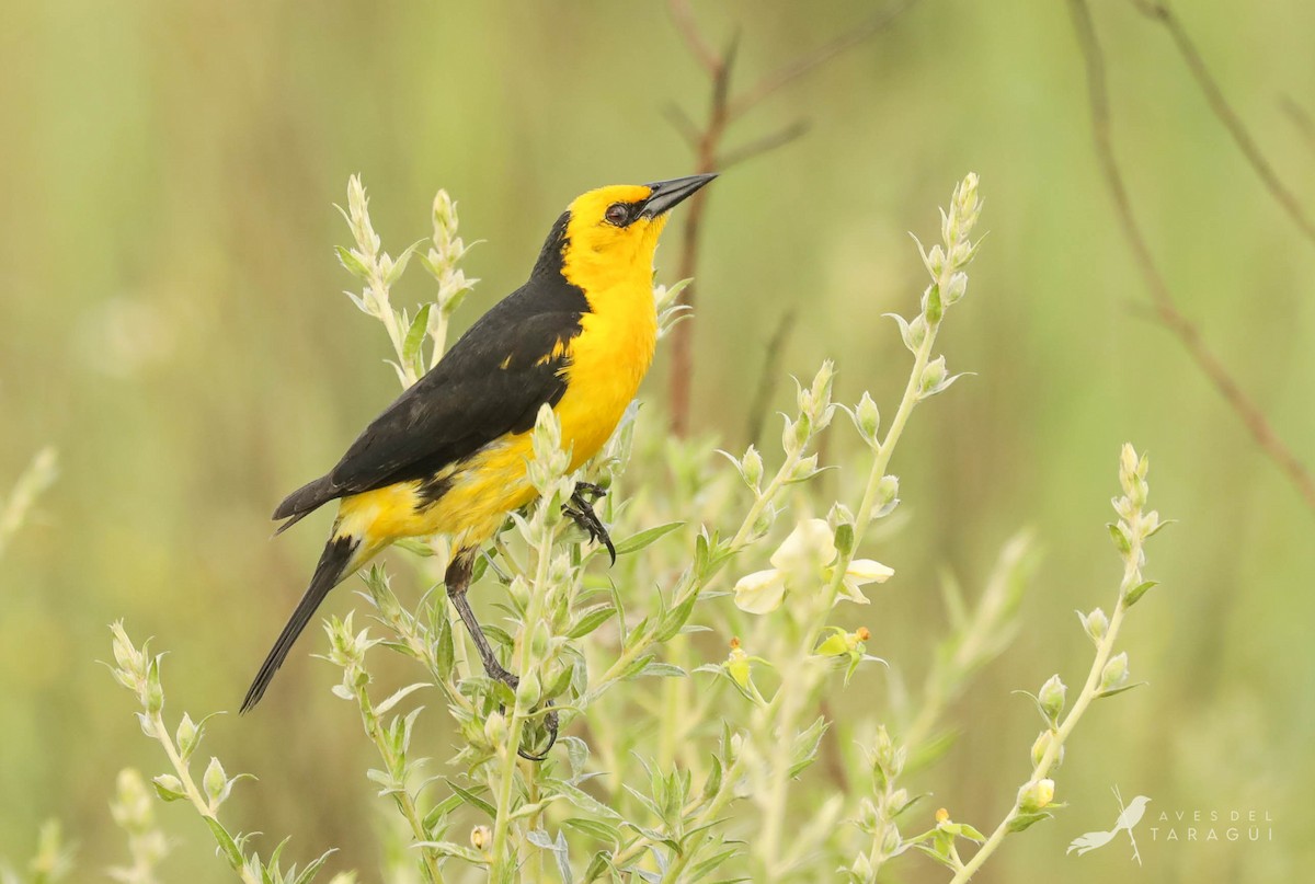Saffron-cowled Blackbird - ML280551131
