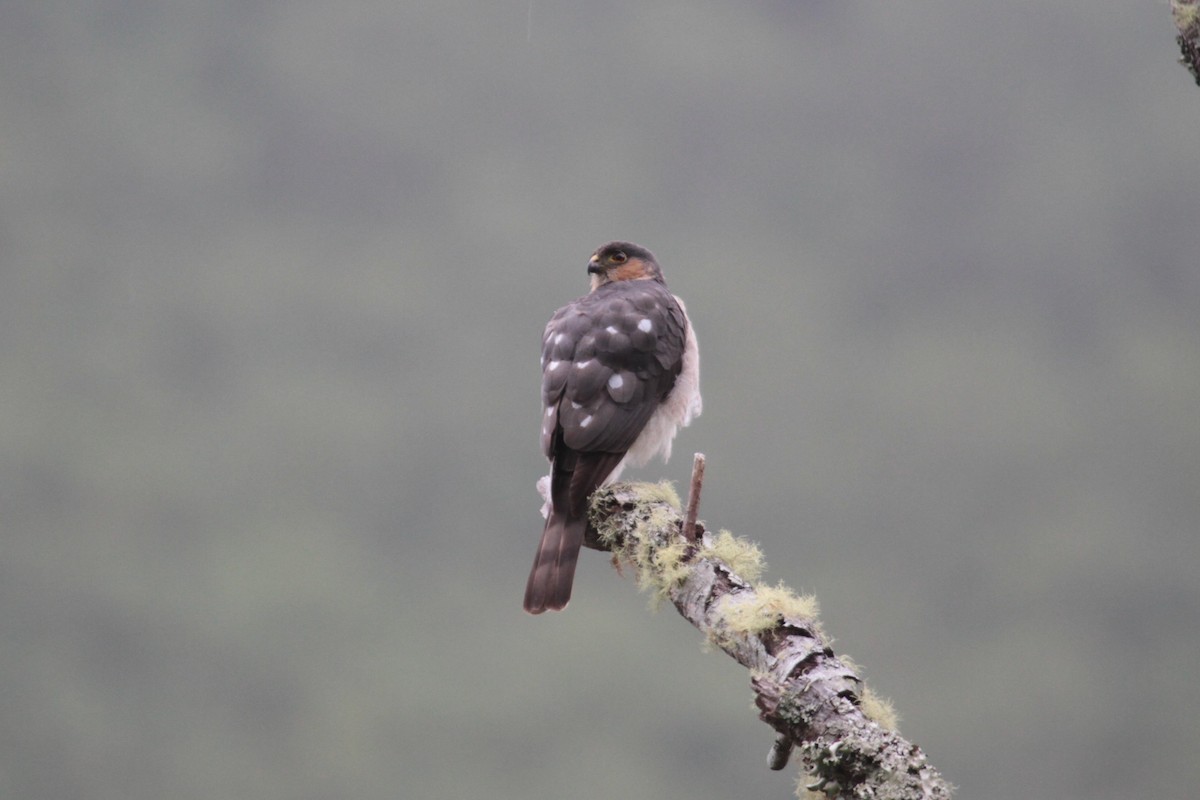 Sharp-shinned Hawk - ML280551951