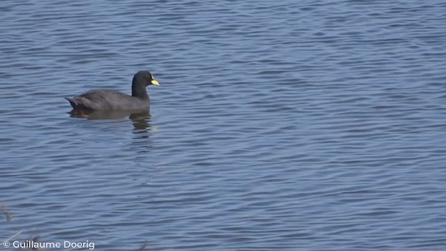 Red-gartered Coot - ML280552961