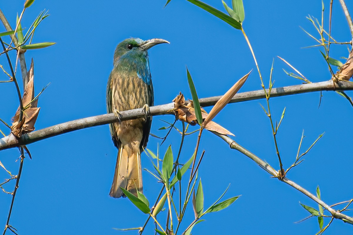 Blue-bearded Bee-eater - Ngoc Sam Thuong Dang