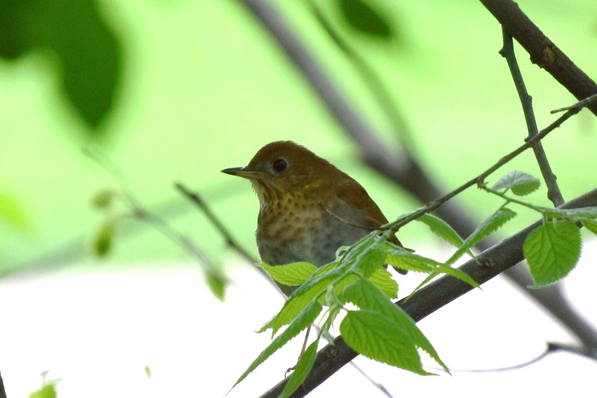 Veery - irina shulgina