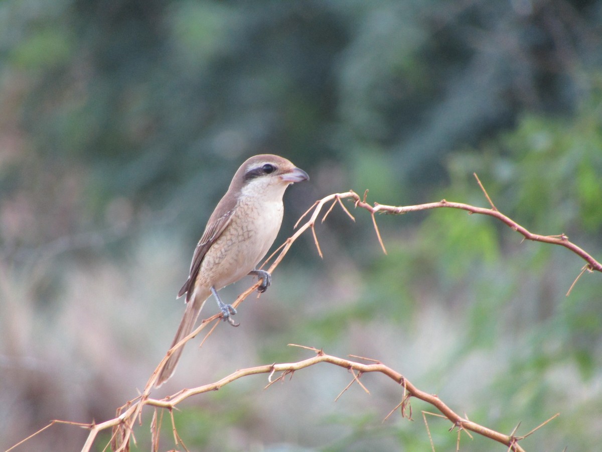 Ухаа дунхай - ML280554621