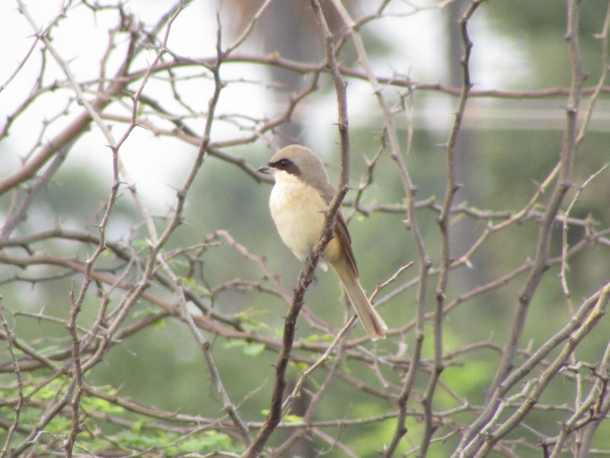 Ухаа дунхай - ML280554721