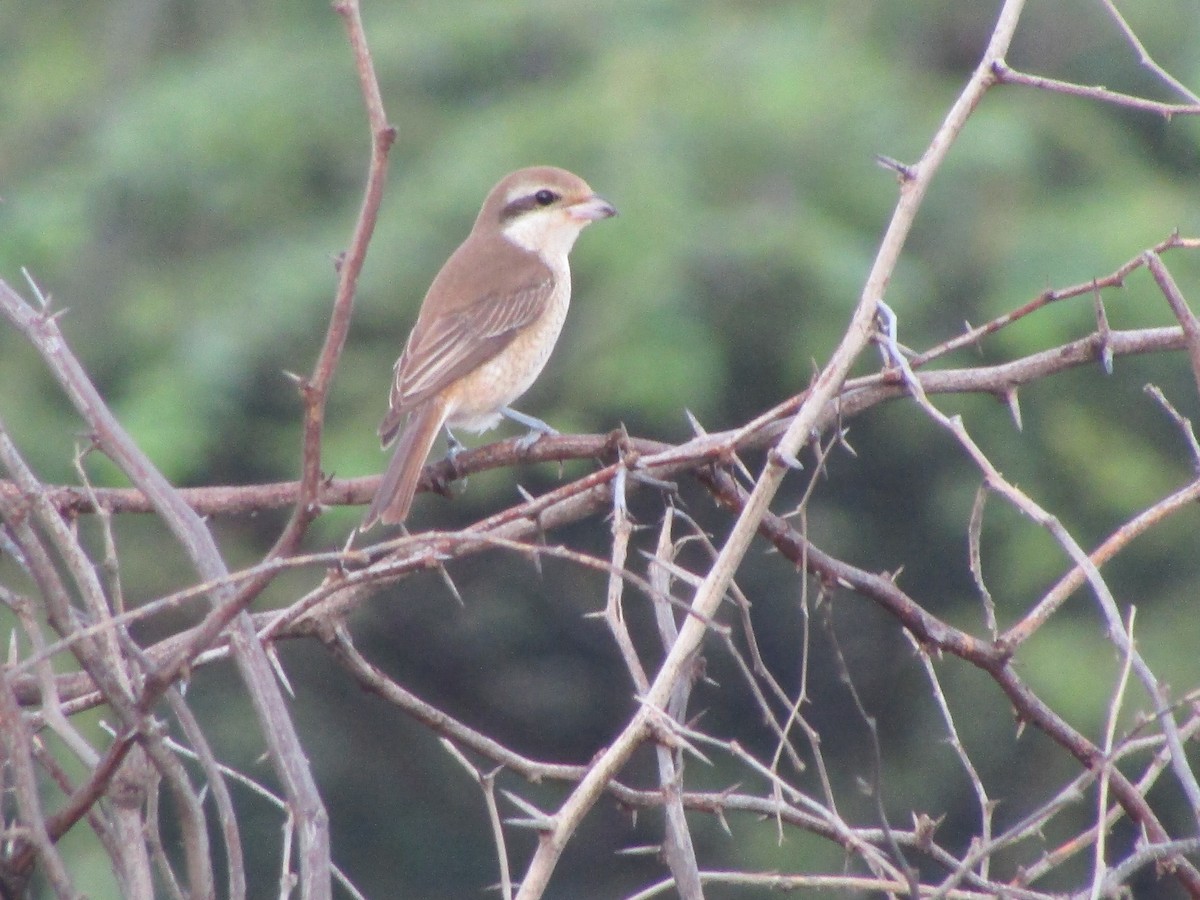 Ухаа дунхай - ML280554751