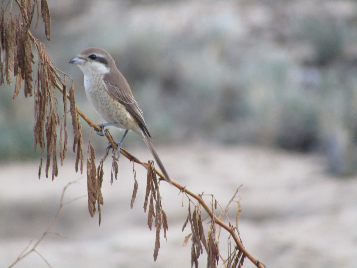 Ухаа дунхай - ML280554761