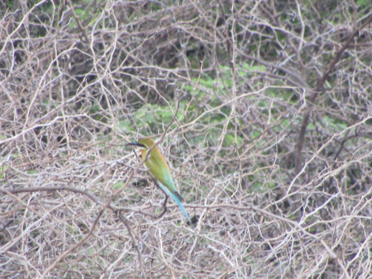 Blue-tailed Bee-eater - ML280554791