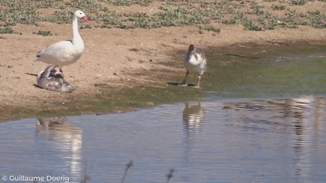 カモハクチョウ - ML280555581