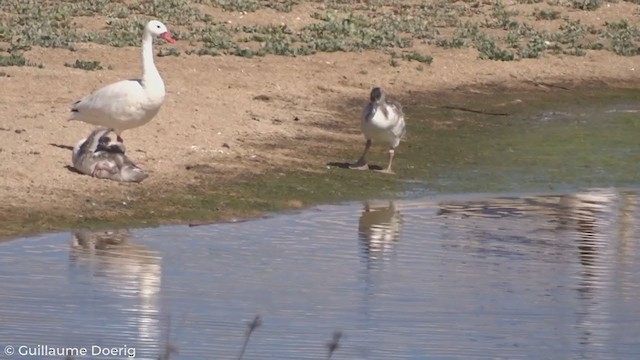 Coscoroba Swan - ML280555581