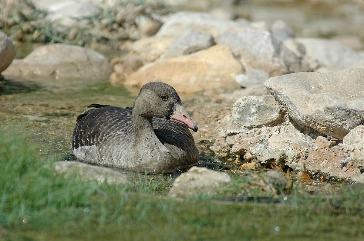 Sakarca (albifrons) - ML280555991