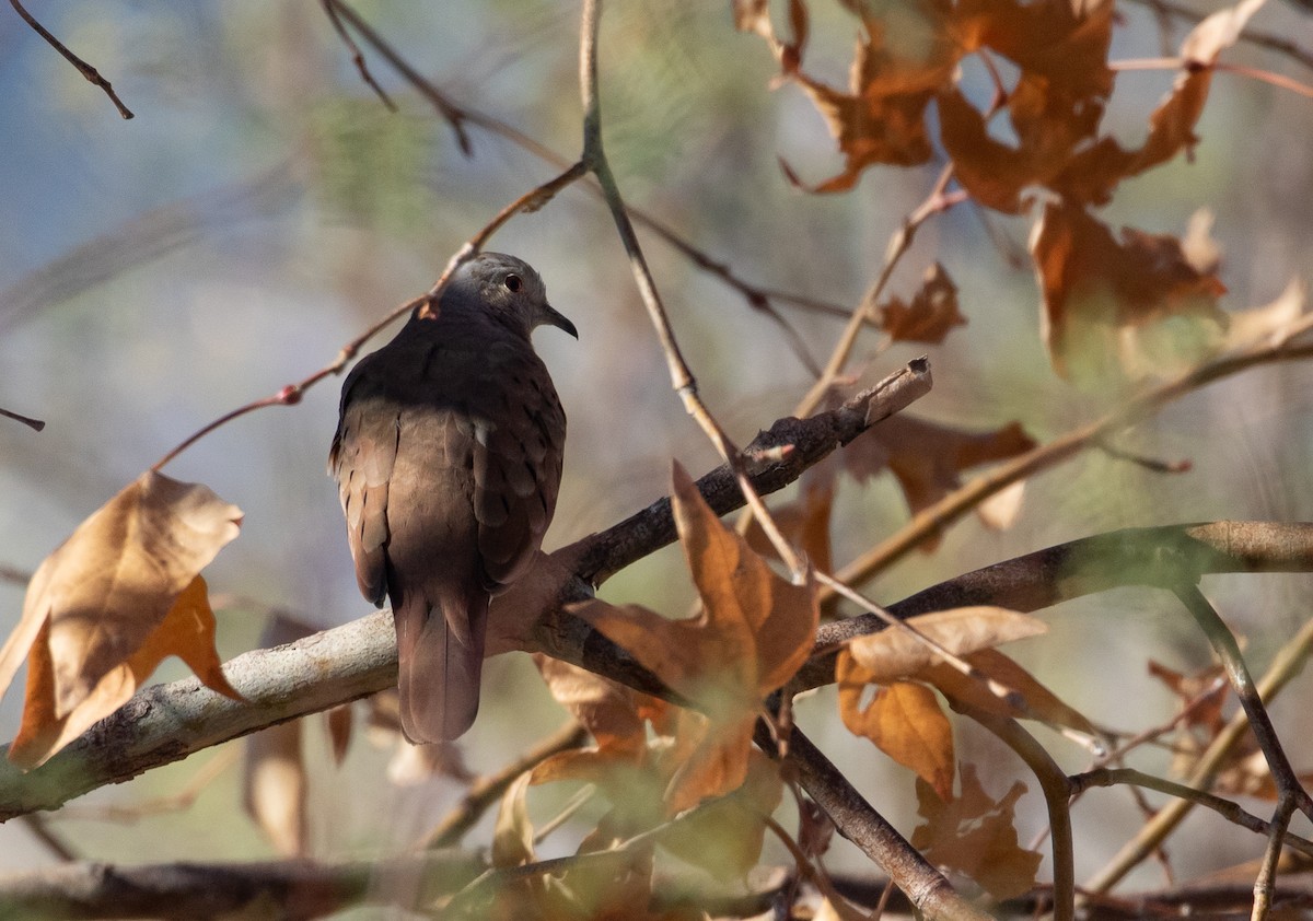 Ruddy Ground Dove - ML280558881