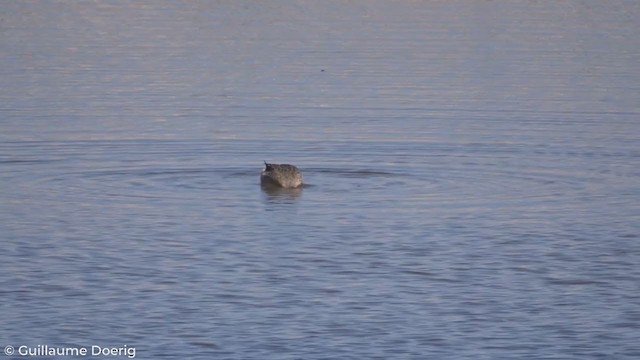 Yellow-billed Pintail - ML280559681