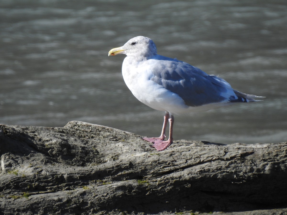 Glaucous-winged Gull - ML280559781